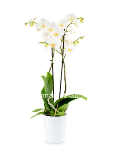 Prodotto (IT): Pianta di Orchidea Phaleonopsis - colore bianco
