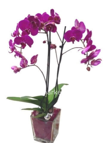 Orchidea Phalaenopsis lilla - Casa delle Piante