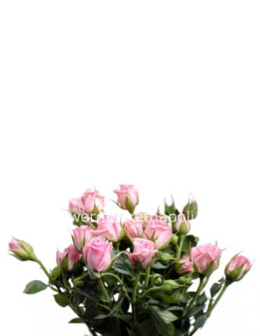 Bouquet roselline - tinte pastello