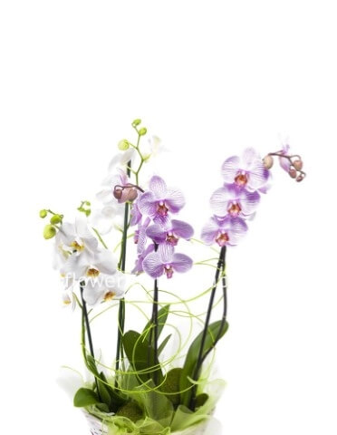 Cesto di Orchidee Phalaenopsis