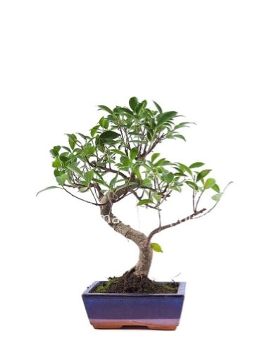 Bonsai Ficus