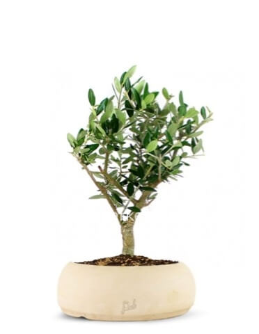 Bonsai di Olivo