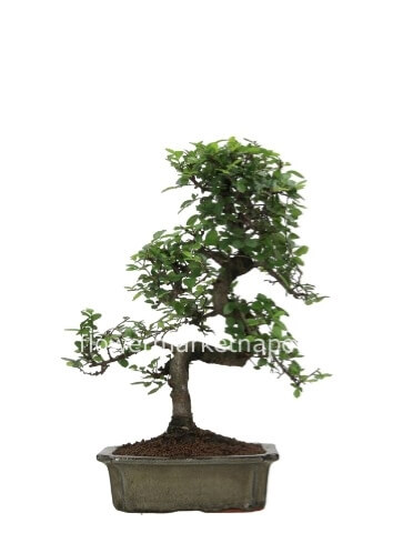 Bonsai Zelkova