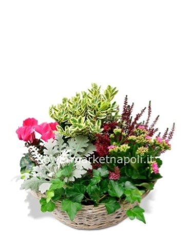 Cesto di piante fiorite