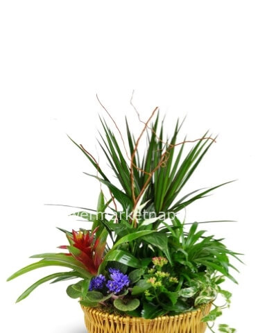 Cesto di piante verdi